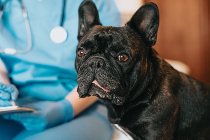 mutuelle pour chien